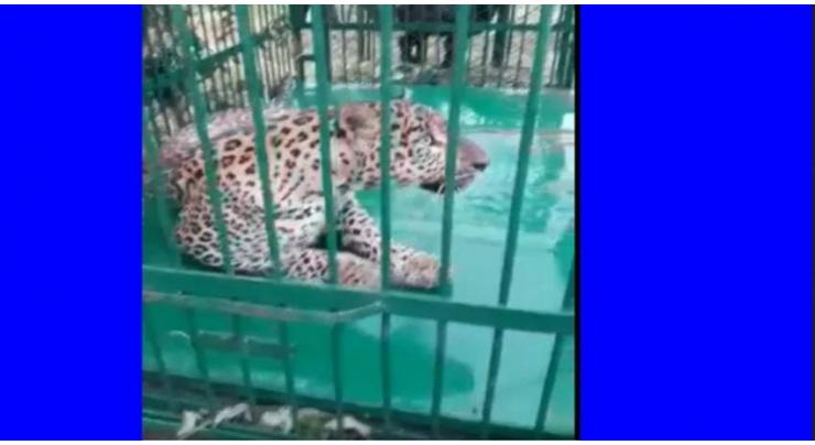 Leopard that killed 4-year-old girl in IIOJK captured
