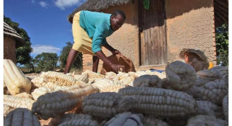 Zimbabwe's food insecurity down to 27 pct after bumper harvest: minister
