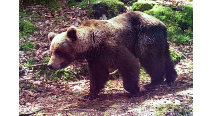 Bear kills Slovak in country's first fatal attack

