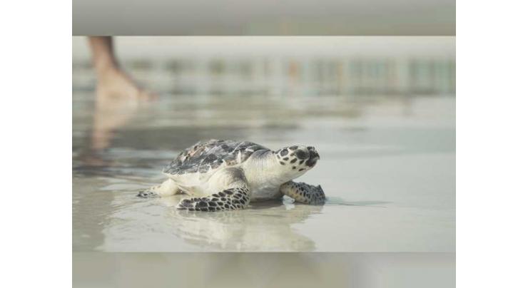 Turtles rescued by EGA released back into sea after treatment at Burj Al Arab Jumeirah