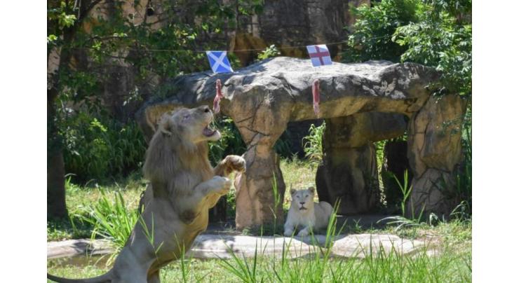 Roaring success at Euros for 'psychic' Thai lion
