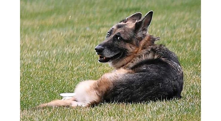 Bidens' German Shepherd Champ Dies at 13