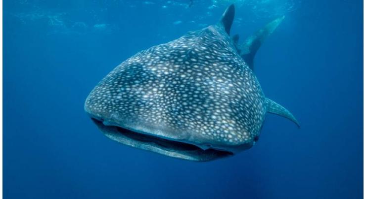 Aussie researchers find whale sharks shed DNA to leave genetic trail
