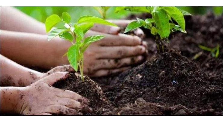 NTDC to plant 100,000 trees in its Grid Stations
