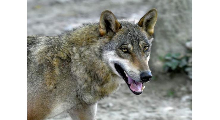 'It's a plague': Croatian farmers incensed by wolf attacks
