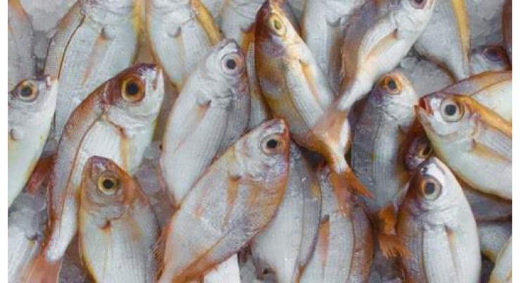 Australian DNA age test for fish to revolutionize population management
