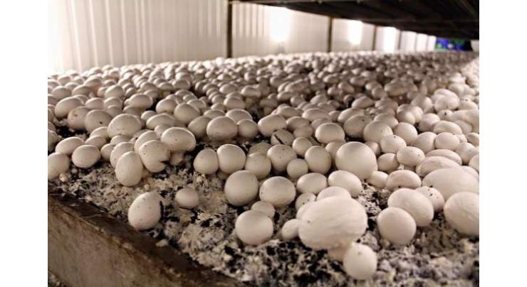 Trail base training attracts youth, womenfolk to opt mushroom farming as vocation
