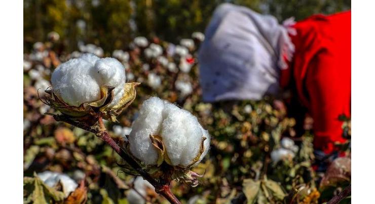 White gold gamble: Togo turns to private sector for cotton revival
