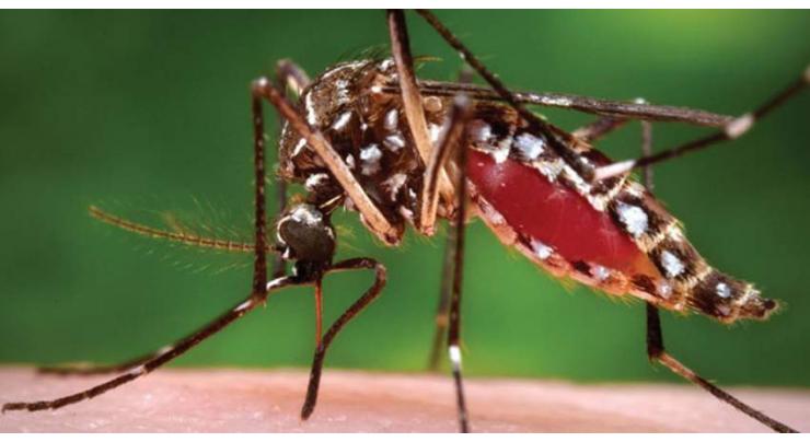Need stressed to intensify dengue prevention activities
