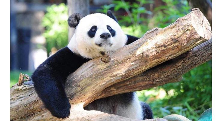 China Says Giant Pandas No Longer Endangered in Wild Due to State Conservation Efforts