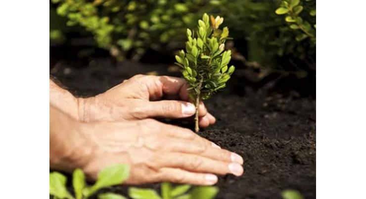 55,000 saplings to be planted in Faisalabad division
