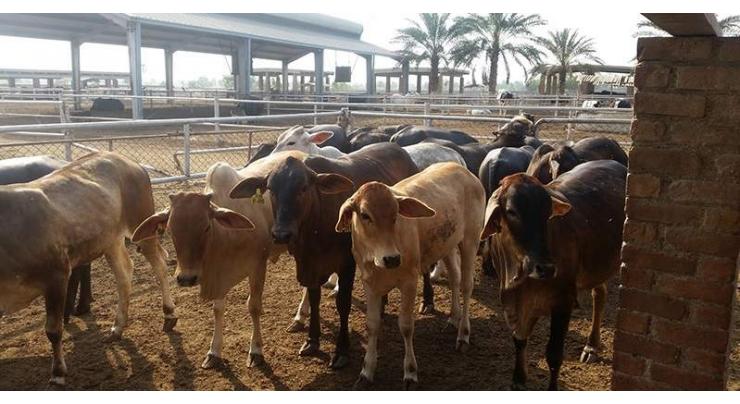 'Cattle markets bustling with enthusiastic customers ahead of Eid'
