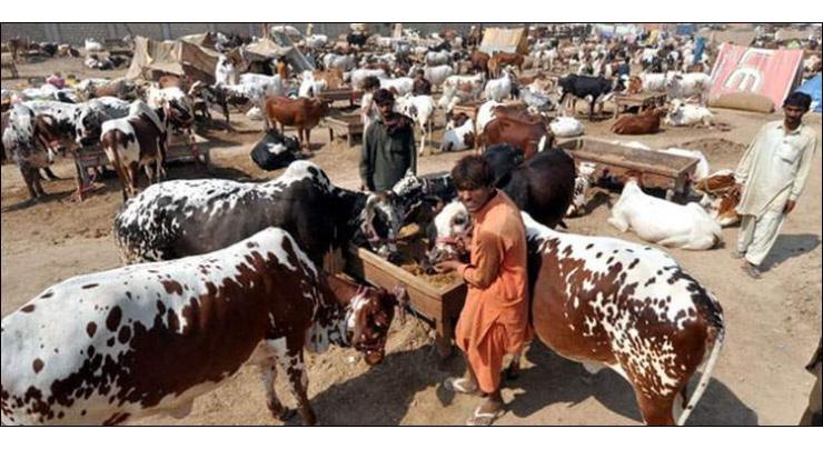 Senate body for strict SOPs observance at cattle markets
