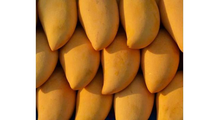 Mango to undergo first IPM model to meet int'l market demand
