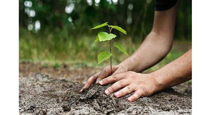 District Admin to plant over 3.247 mln saplings under 'Hur Bashar Aik Shajar' plantation campaign
