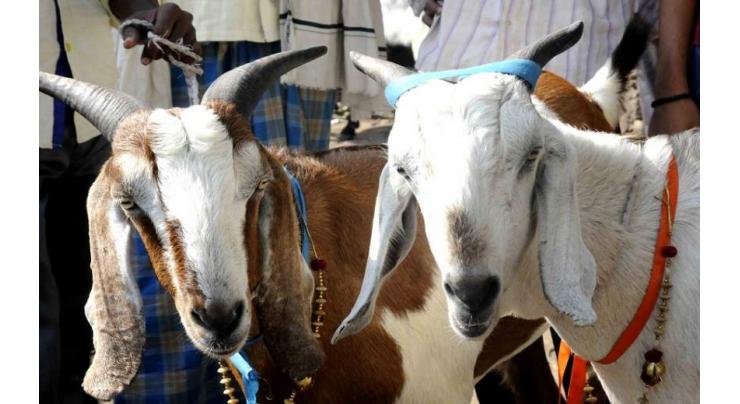 India bans sacrificial animal slaughter on Muslim festival in Kashmir
