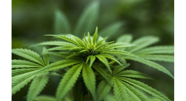 Cannabis first domesticated 12,000 years ago: study
