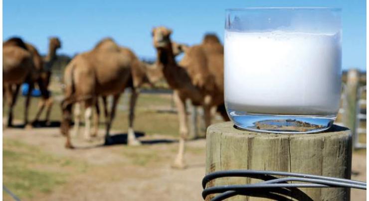 Laboratory for analysis of camel milk established at IUB
