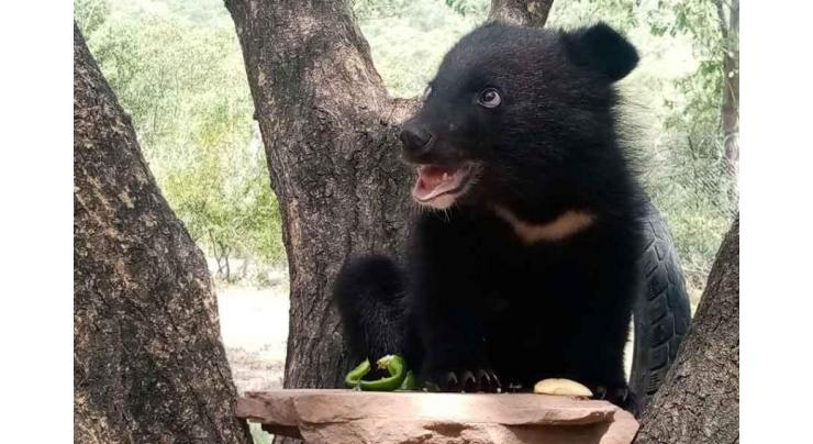 IWMB receives another black bear rescued from poachers in Gujranwala

