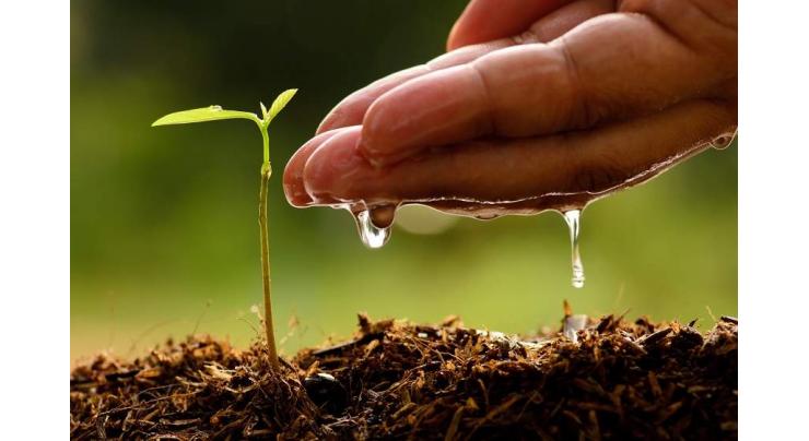 KP Forest Dept to plant 41.194m saplings during monsoon: Conservator
