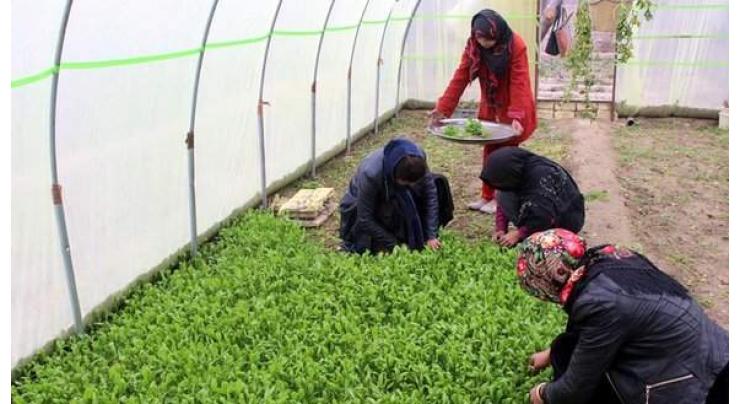 Afghan gov't to build 1,000 greenhouses
