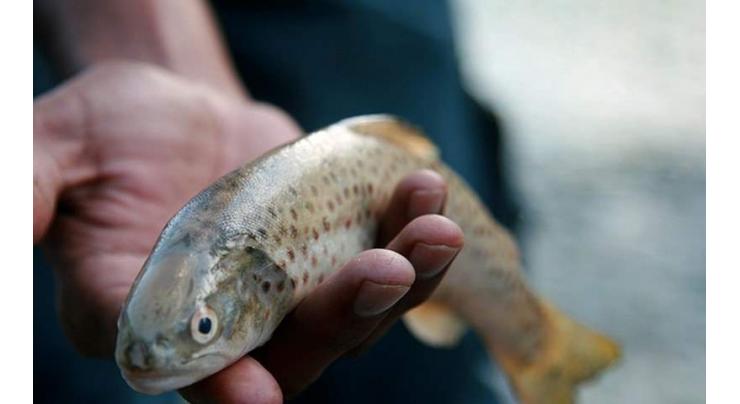 Operation against illegal trout fishing in Kaghan, Commissioner Hazara awards cash prize
