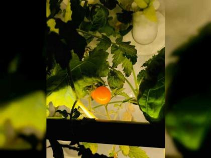 Masdar City developed ‘smart garden’ teaches kids about homegrown food