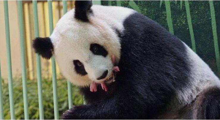 Giant panda gives birth to twins at France zoo
