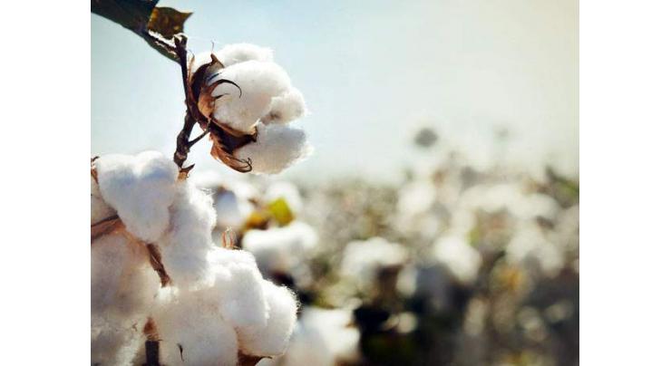 Secretary Agriculture serves show cause notices to officials over delay in cotton advisory
