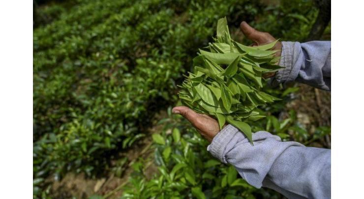 Sri Lanka lifts fertiliser import ban after outcry
