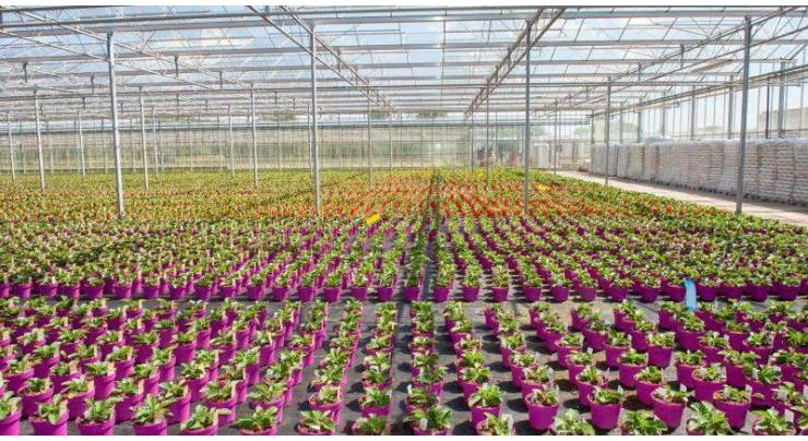 Floriculture in GB ideal to generate income, promote women entrepreneurship: Project head
