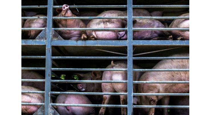 Pig farms accused of defiling Mexico's 'sacred wells'
