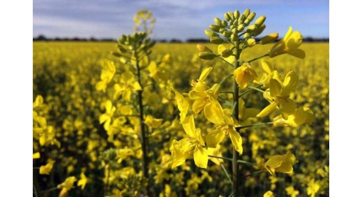 Canola cultivation should be started from September
