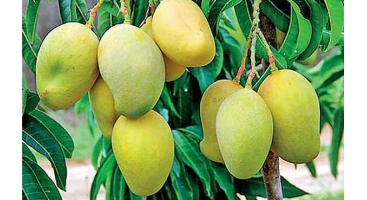 Pakistan Customs processes 1st mango consignment for export to Russia
