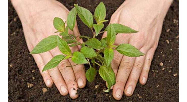 SRSO plans of planting over 1 million trees in remote areas of Sindh
