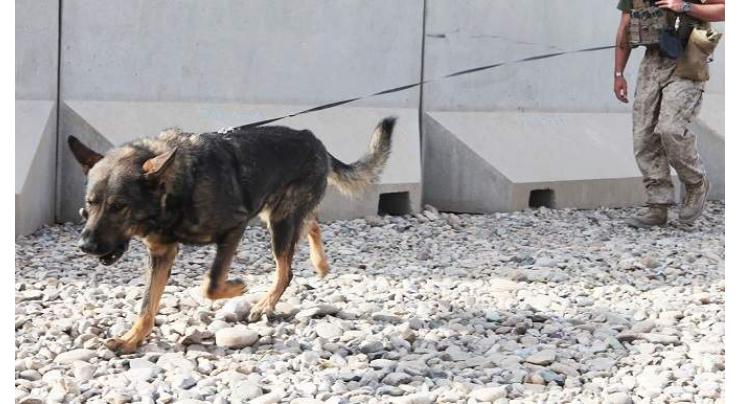 US Military Did Not Leave Dogs at Kabul Airport After Completing Withdrawal - Pentagon