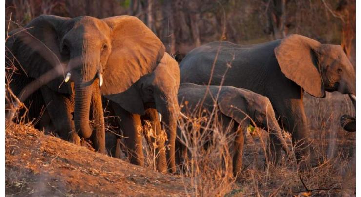 Global animal welfare organization IFAW secures more land for wildlife conservation in Kenya

