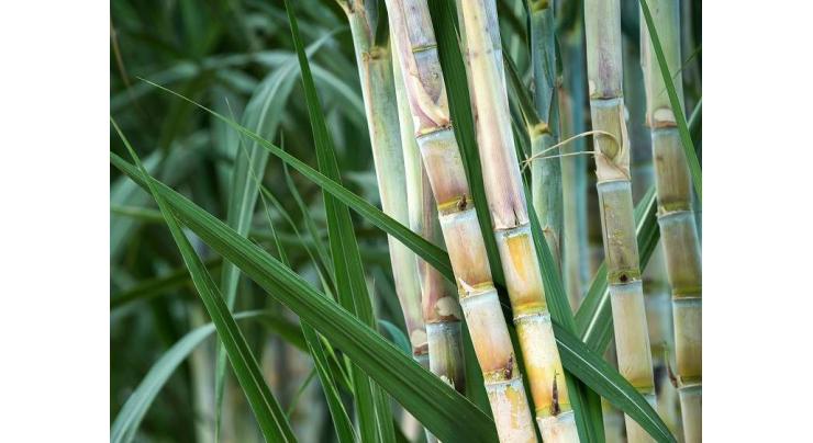 Applications invited for sugarcane competition
