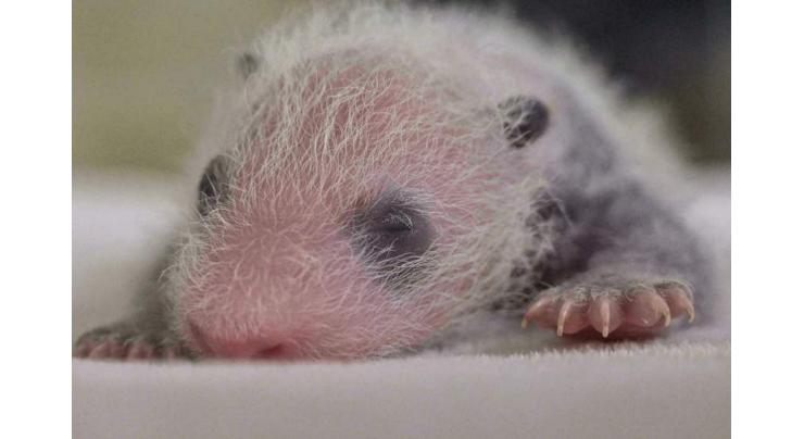 Tiny, pink and identical: Giant panda twins born at Madrid zoo
