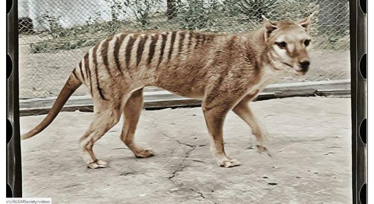 Extinct Tasmanian tiger brought to life in colour footage
