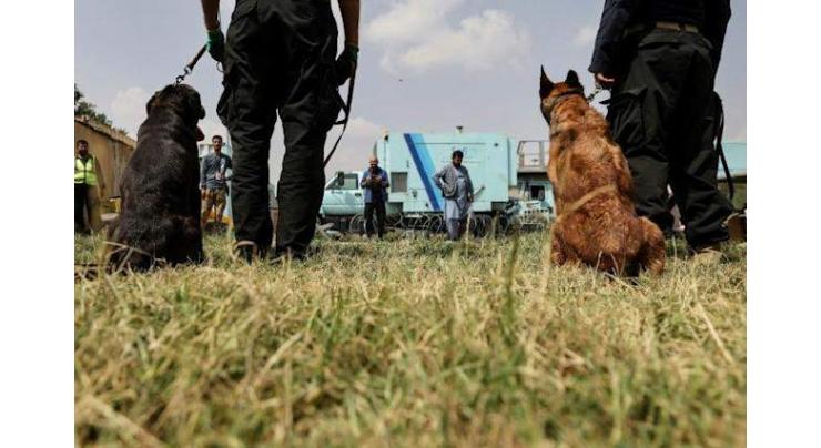 Dogs of war: Afghan mutts find new home after missing US evacuation
