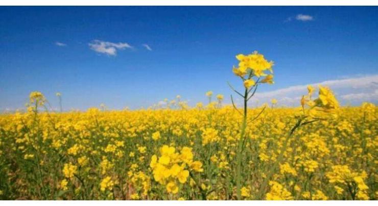 Farmers advised to start canola cultivation immediately

