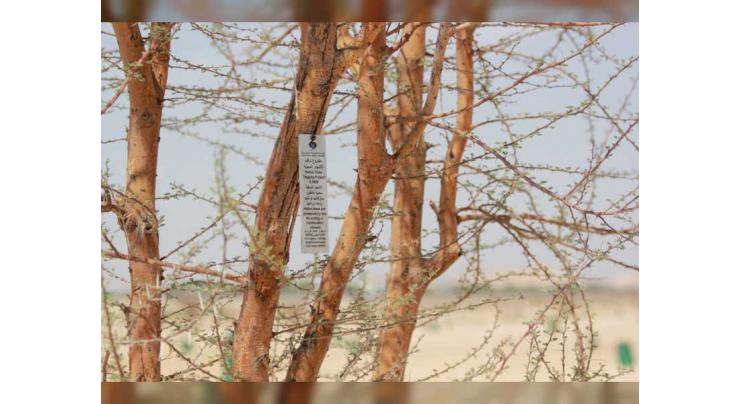Environment Agency - Abu Dhabi begins numbering historical, endangered local trees