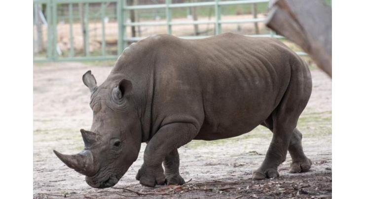 Rhino drowns at Dutch zoo in mating mishap
