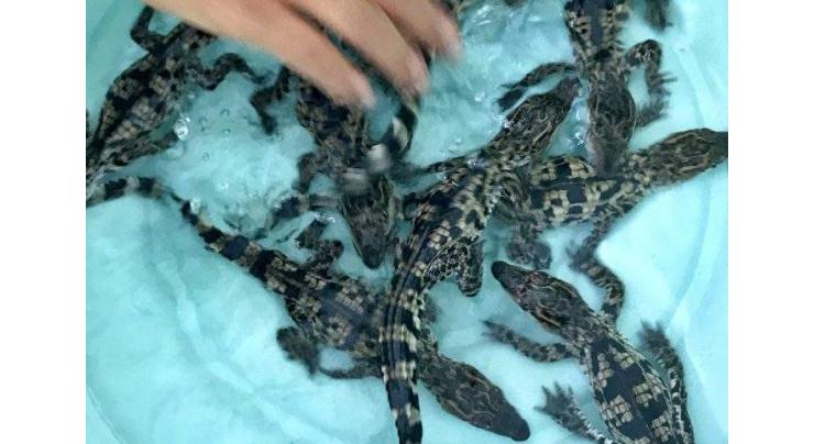 Eight rare baby Siamese crocodiles found in Cambodia

