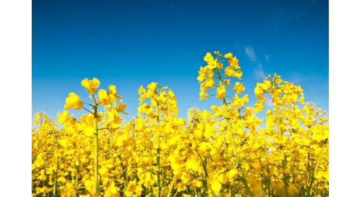 Canola cultivation should be started immediately
