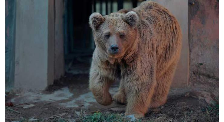 Islamabad Zoo's Brown bear Suzie dies at Al Mawa sanctuary

