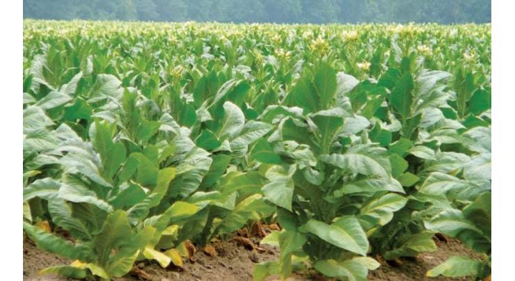 Tobacco growers' protest over non purchase of crops
