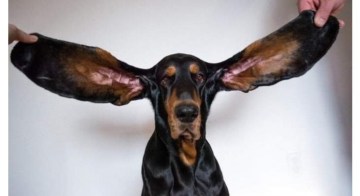 Lou with the longest ears makes world record 