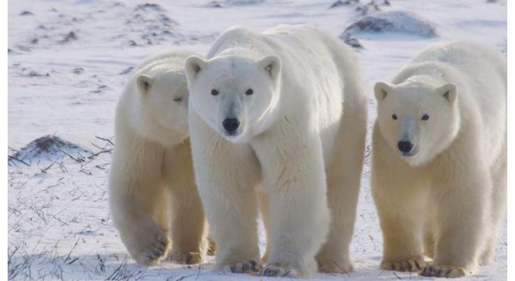 Conflicts Between People, Polar Bears on Rise Due to Climate Change - Report
